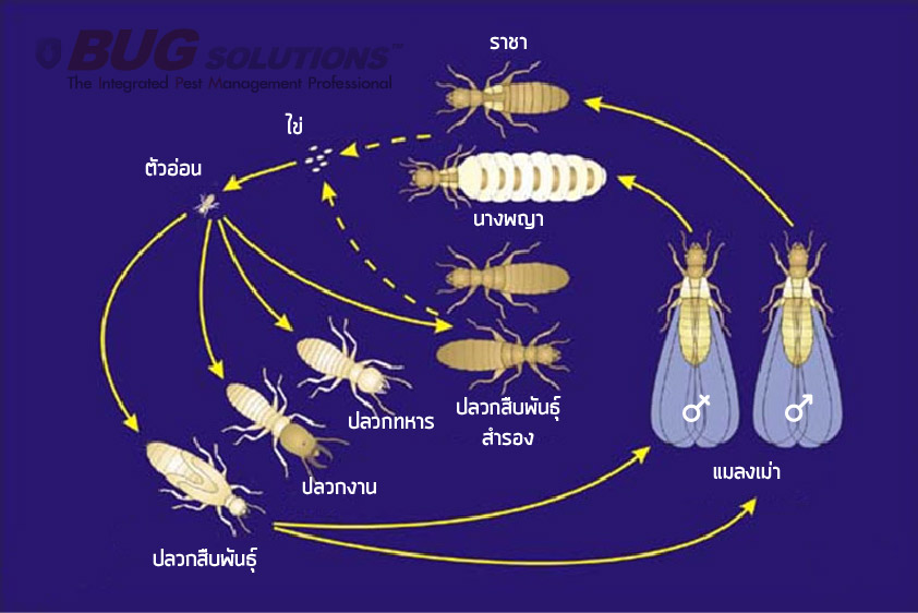 วงจรชีวิตปลวก