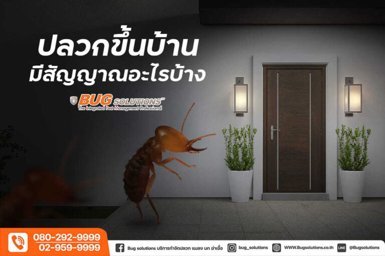 ปลวก ปลวกขึ้นบ้าน