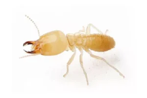 ปลวก แมลงเม่า