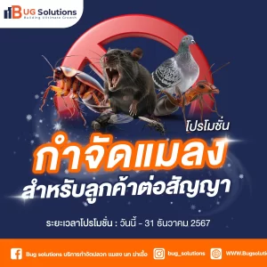 โปรโมชั่น กำจัดปลวก & แมลง สำหรับลูกค้าต่อสัญญา